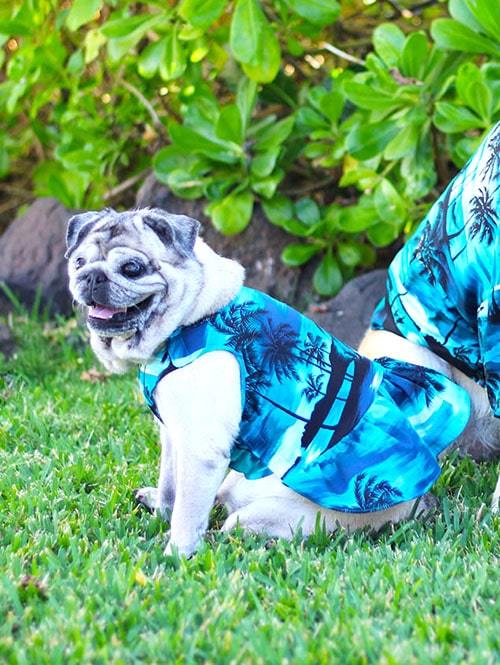 Robert J Clancey Dog Wear Aloha One Peace