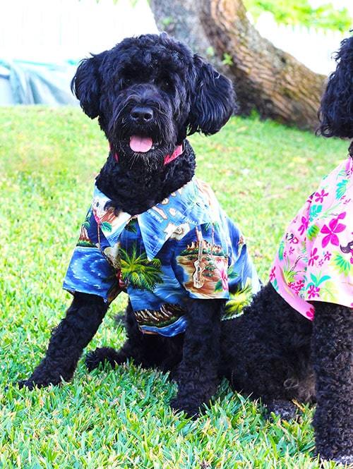 Robert J Clancey Dog Wear Aloha Shirt