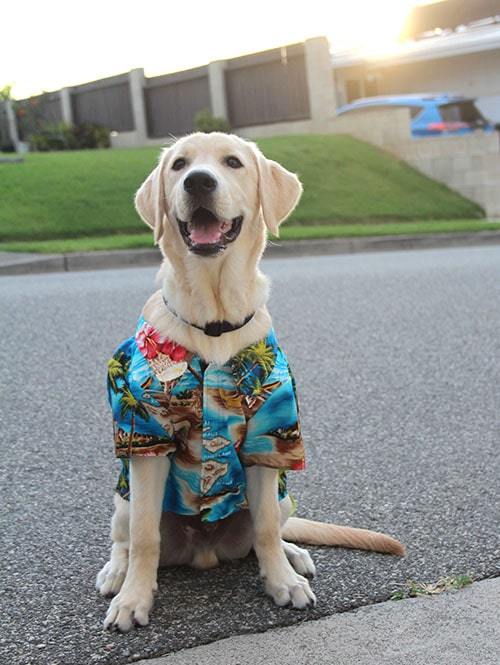 Robert J Clancey Dog Wear Aloha Shirt