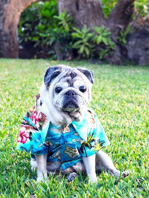 Robert J Clancey Dog Wear Aloha Shirt