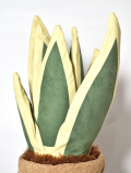 Jellycat ジェリーキャット Amuseables Snake Plant スネークプランツ サンスベリア 観葉植物 A2SP