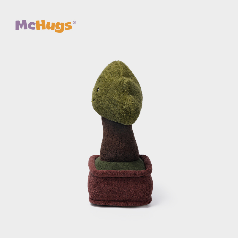 Mchugs Pine Bonsai（マックハグス）パインボンサイ　松の木の盆栽　松　盆栽